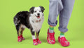 Crocs para perritos