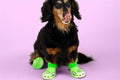 Crocs para perritos
