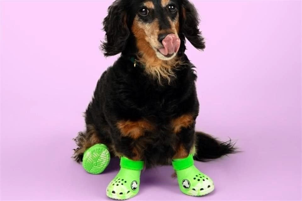 Crocs para perritos